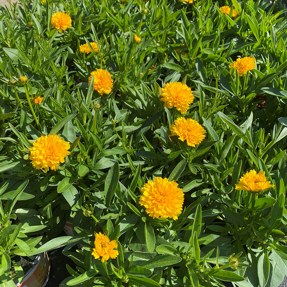 Coreopsis grand. 'Solena' 