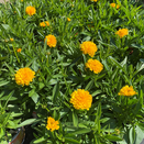 Coreopsis grand. 'Solena' 