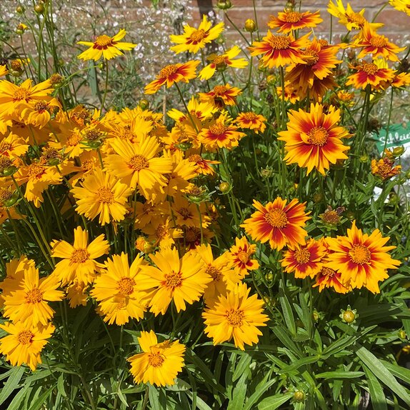 Coreopsis Solar Jewel
