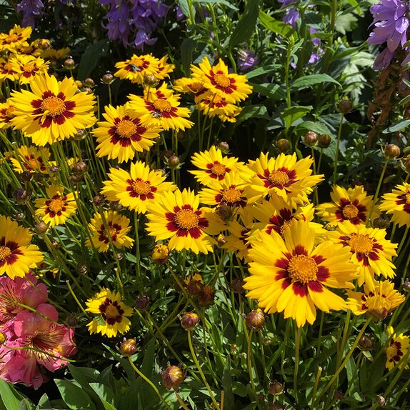 Coreopsis Sun Kiss