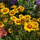 Coreopsis Sun Kiss
