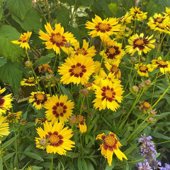 Coreopsis UpTick Yellow and Red