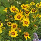 Coreopsis UpTick Yellow and Red