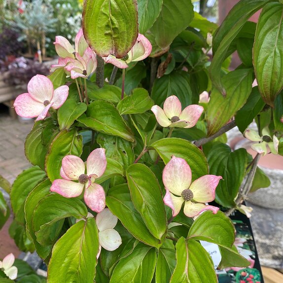Cornus Kousa Satomi - image 1