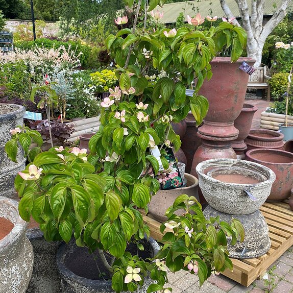 Cornus Kousa Satomi - image 2