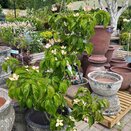 Cornus Kousa Satomi - image 2