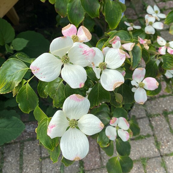 Cornus kousa 'Sternenhimmel' - image 1
