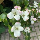 Cornus kousa 'Sternenhimmel' - image 1