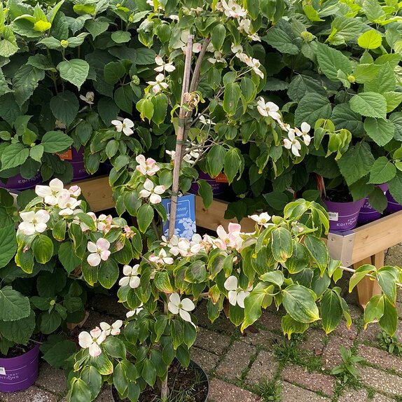 Cornus kousa 'Sternenhimmel' - image 2