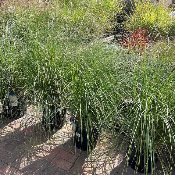 Cortaderia sell. Sunningdale Silver 