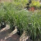 Cortaderia sell. Sunningdale Silver 