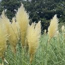 Cortaderia sell. Sunningdale Silver