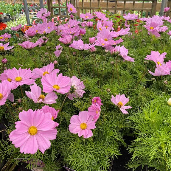 Cosmos Apollo Pink 2 litre pot