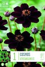 Cosmos Atrosanguineus