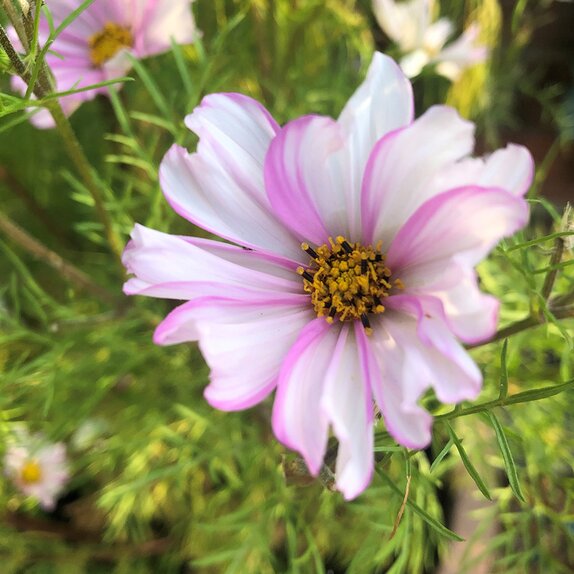 Cosmos Lovesong Jumbo 6 pack - image 1