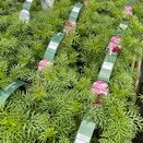 Cosmos Mix Jumbo 6 pack