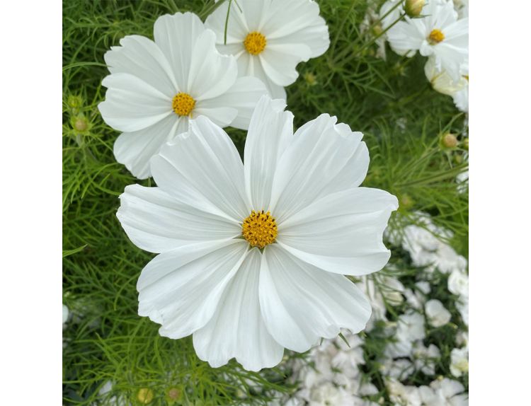 Cosmos White 10.5cm pot
