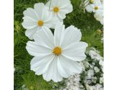 Cosmos White 10.5cm pot