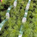 Cosmos White Jumbo 6 pack