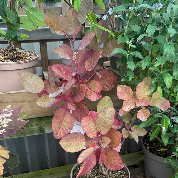 Cotinus coggygria Grace