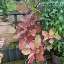 Cotinus coggygria Grace