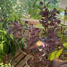 Cotinus coggygria Lilla®