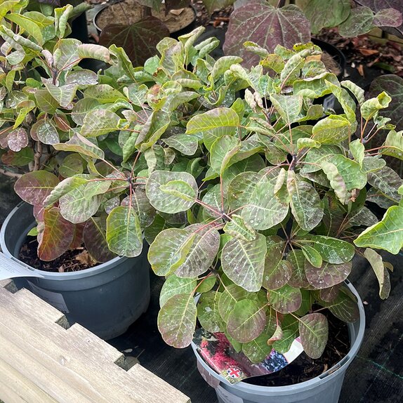 Cotinus coggygria Smokey Joe