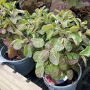 Cotinus coggygria Smokey Joe