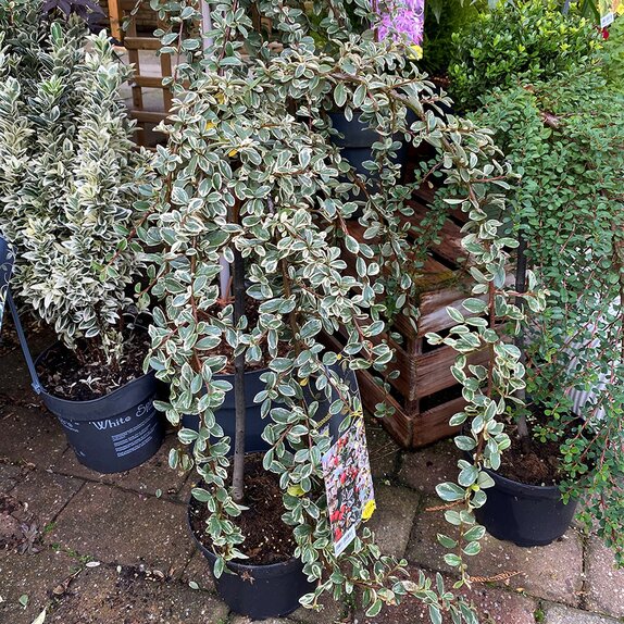Cotoneaster dammeri 'Juliette' Patio Tree 3 litre pot - image 1