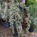 Cotoneaster dammeri 'Juliette' Patio Tree 3 litre pot - image 1