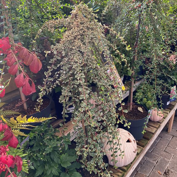 Cotoneaster dammeri 'Juliette' Patio Tree 3 litre pot - image 2