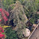 Cotoneaster dammeri 'Juliette' Patio Tree 3 litre pot - image 2
