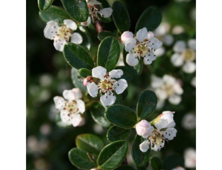 Cotoneaster Horizontalis 3 litre pot - image 2