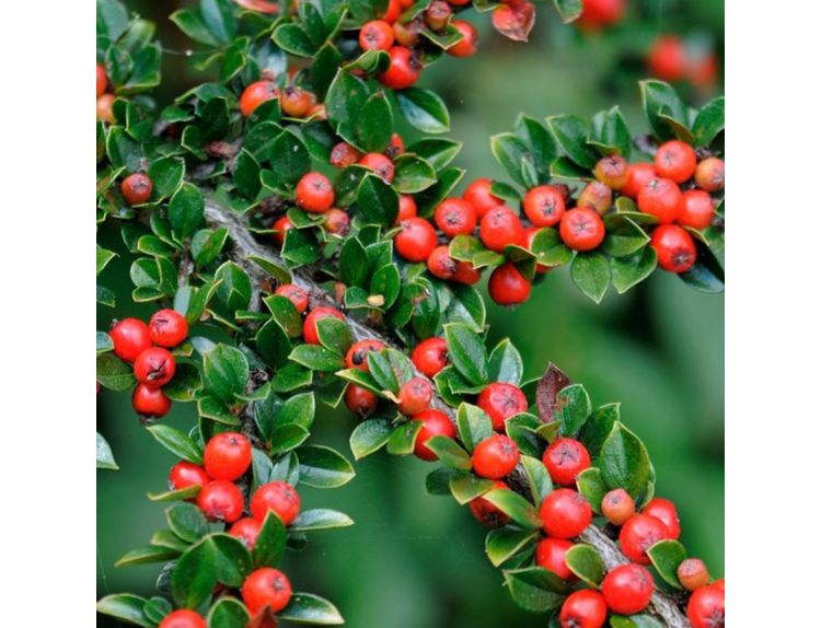 Cotoneaster Horizontalis 3 litre pot - image 1