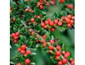 Cotoneaster Horizontalis 3 litre pot - image 1