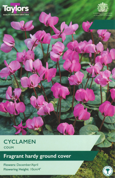 Coum - Cyclamen