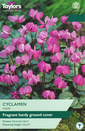 Coum - Cyclamen
