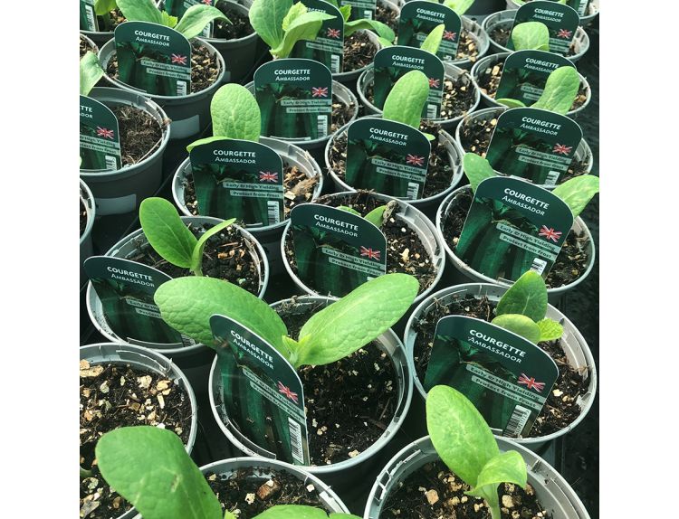 Courgette Plant Ambassador 9cm pot
