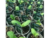 Courgette Plant Ambassador 9cm pot