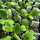 Courgette Plant Ambassador 9cm pot