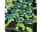 Courgette Plant El Greco 8.5cm pot
