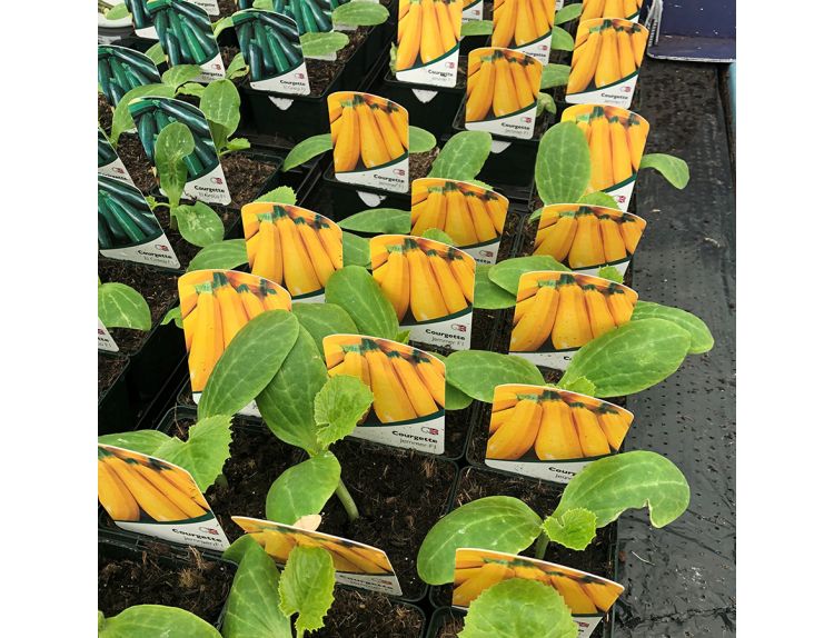 Courgette Plant Golden Jemmer F1 8.5cm pot