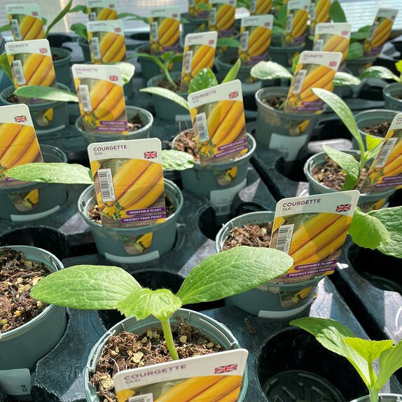 Courgette Plant Taxi 9cm pot