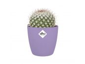 Cover Pot Brussels Round New Violet 7cm - image 2