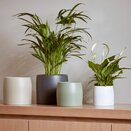 Cover Pot Pisa Green 10cm - image 2