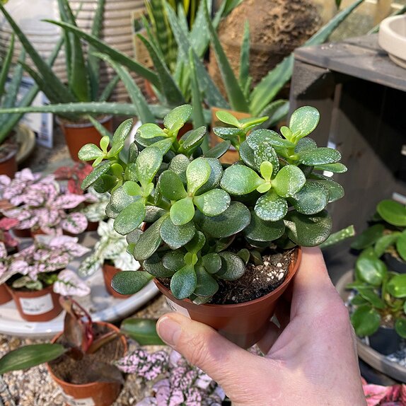 Crassula ovata 'Minor' 