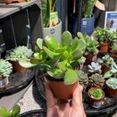 Crassula ovata 'Sunset'