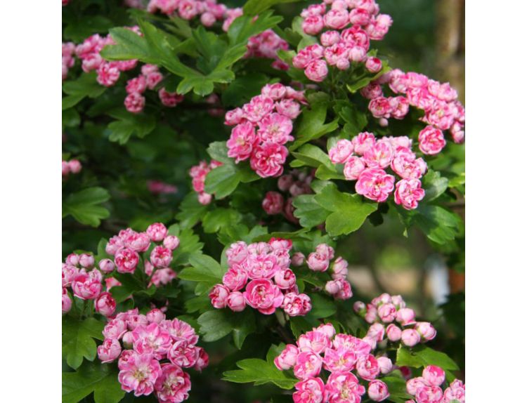 Crataegus Laevigata Rosea Flore Pleno - image 1