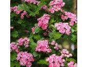Crataegus Laevigata Rosea Flore Pleno - image 1