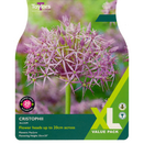 Cristophii Allium